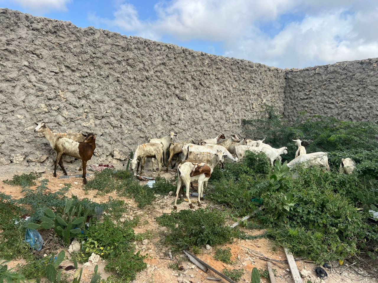 Udhiya 2025 Program — sheep for families across Somalia.